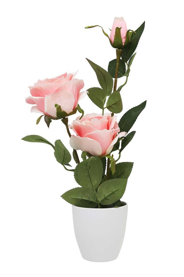 Buy IVY Pink Rose Potted Plant Shoppers Stop